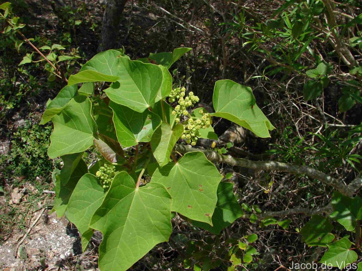 Cissus vitiginea L.